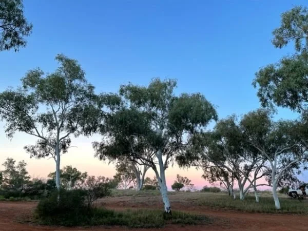 Beautiful trees, red dusty soil and the sky at dusk