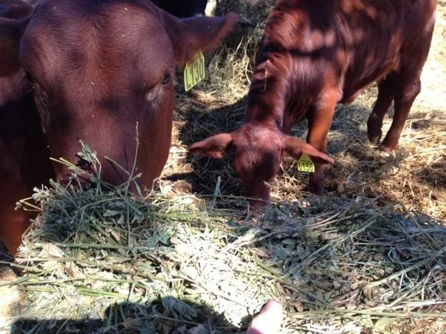 Two brown cows eating hay