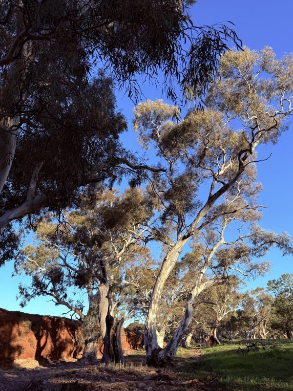 Beautiful bright blue sky with trees reaching up to it