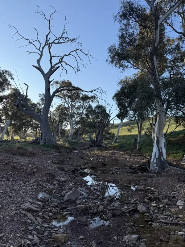 The end of a creek bed surrounded by tress