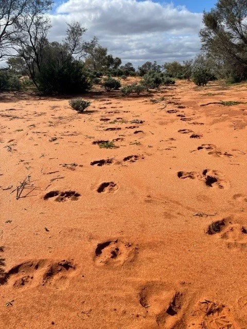 Footprints across red dirt
