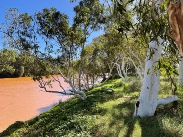 Brown river surrounded by trees