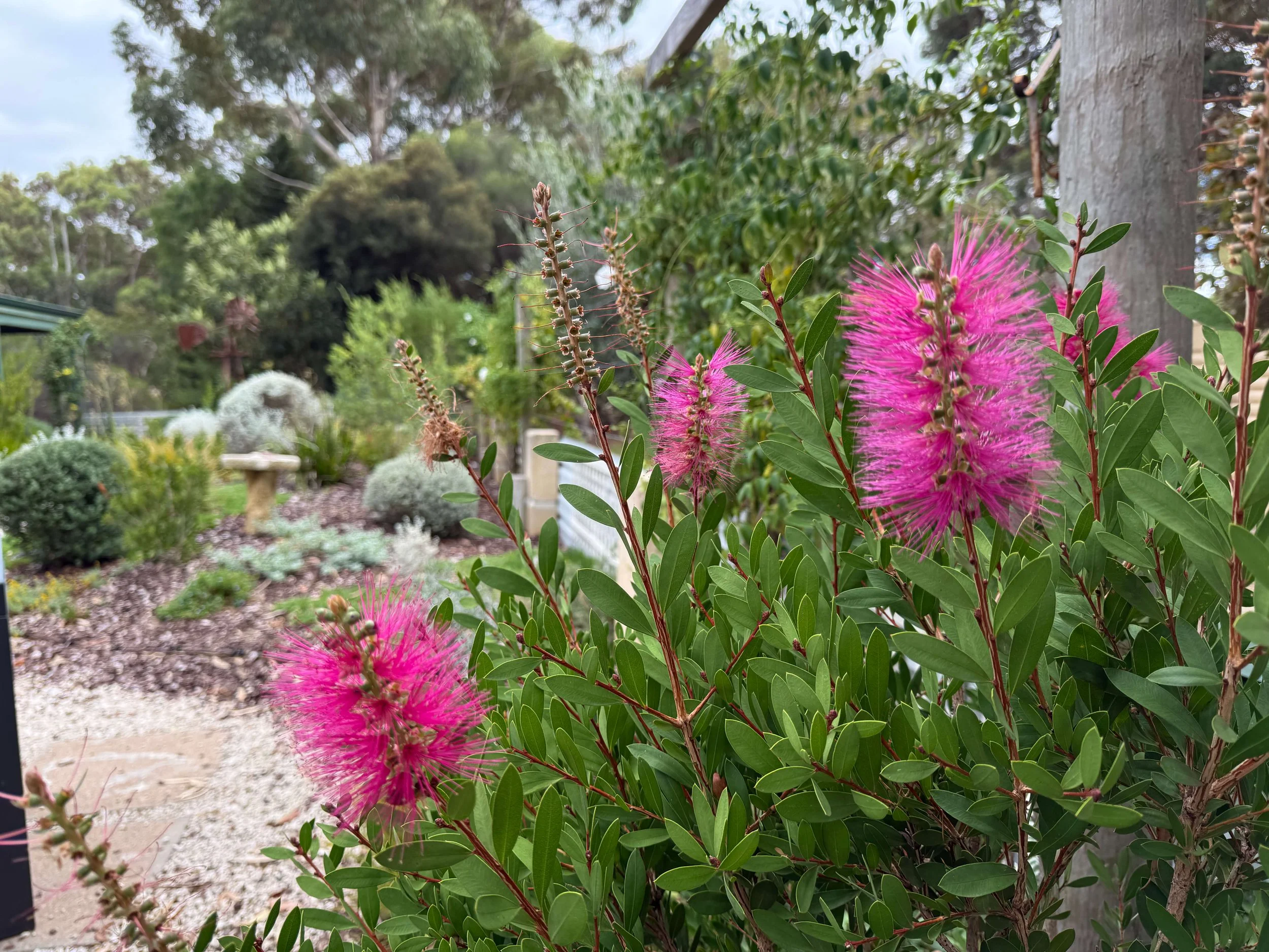 Pink bottle brush flowers with a native garden backdrop