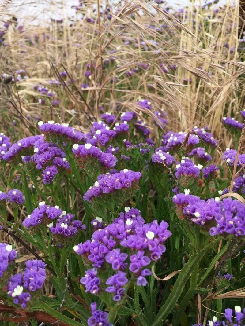 Purple wild flowers