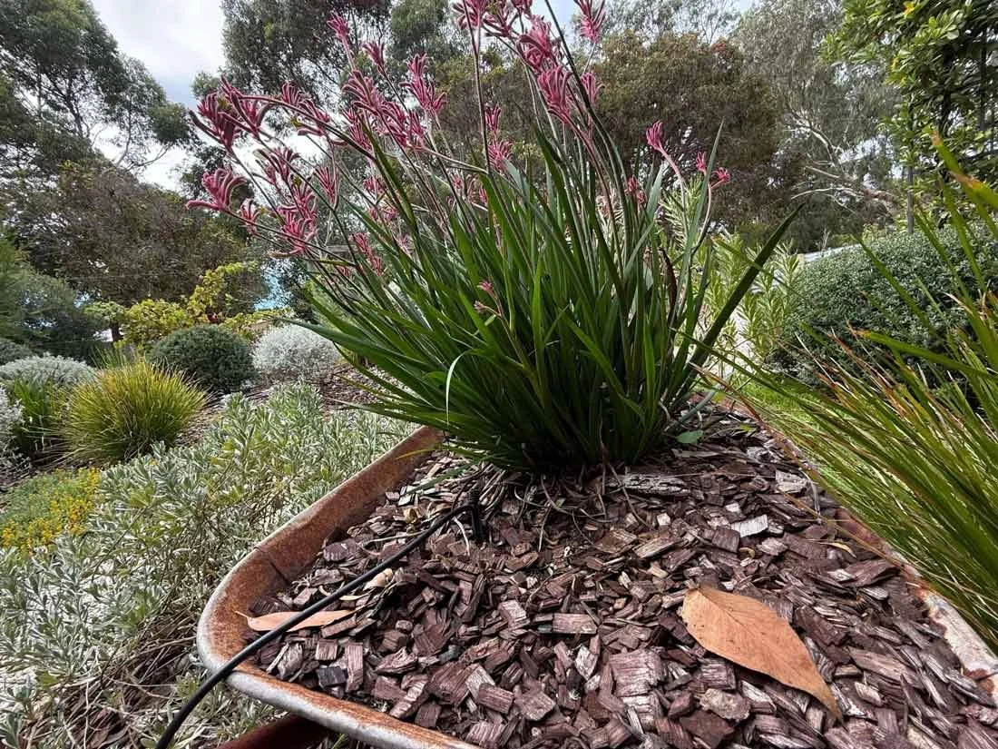 Pink kangaroo paws in an old wheelbarrow