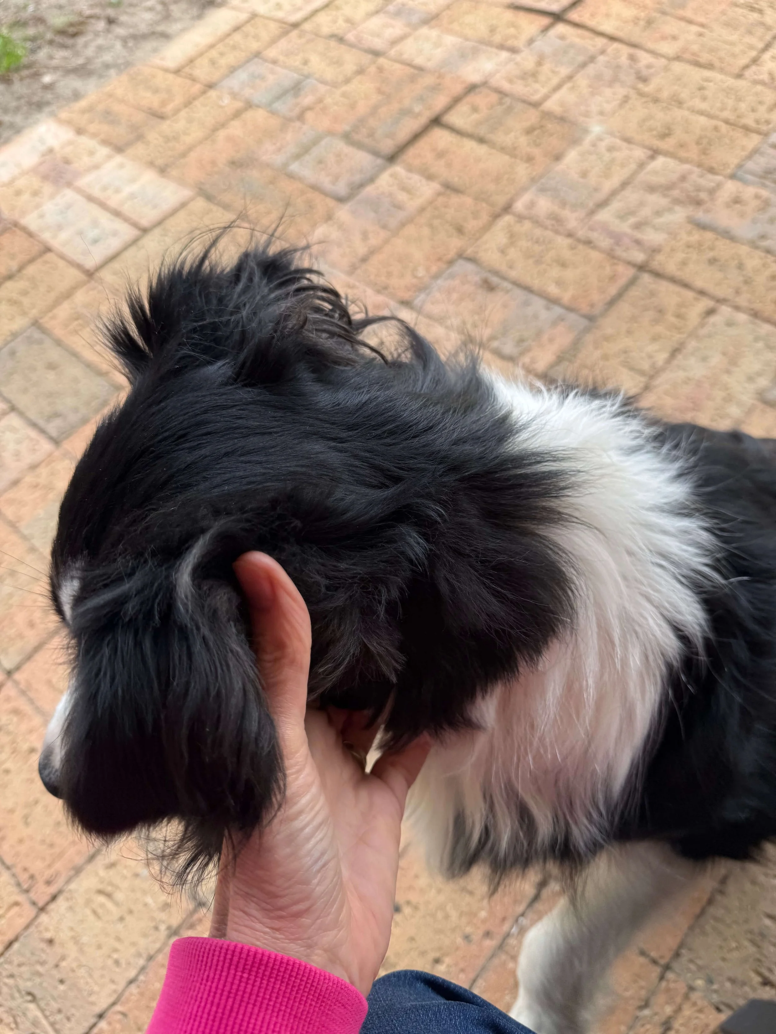 Border collie called Shadow letting me pat her ears
