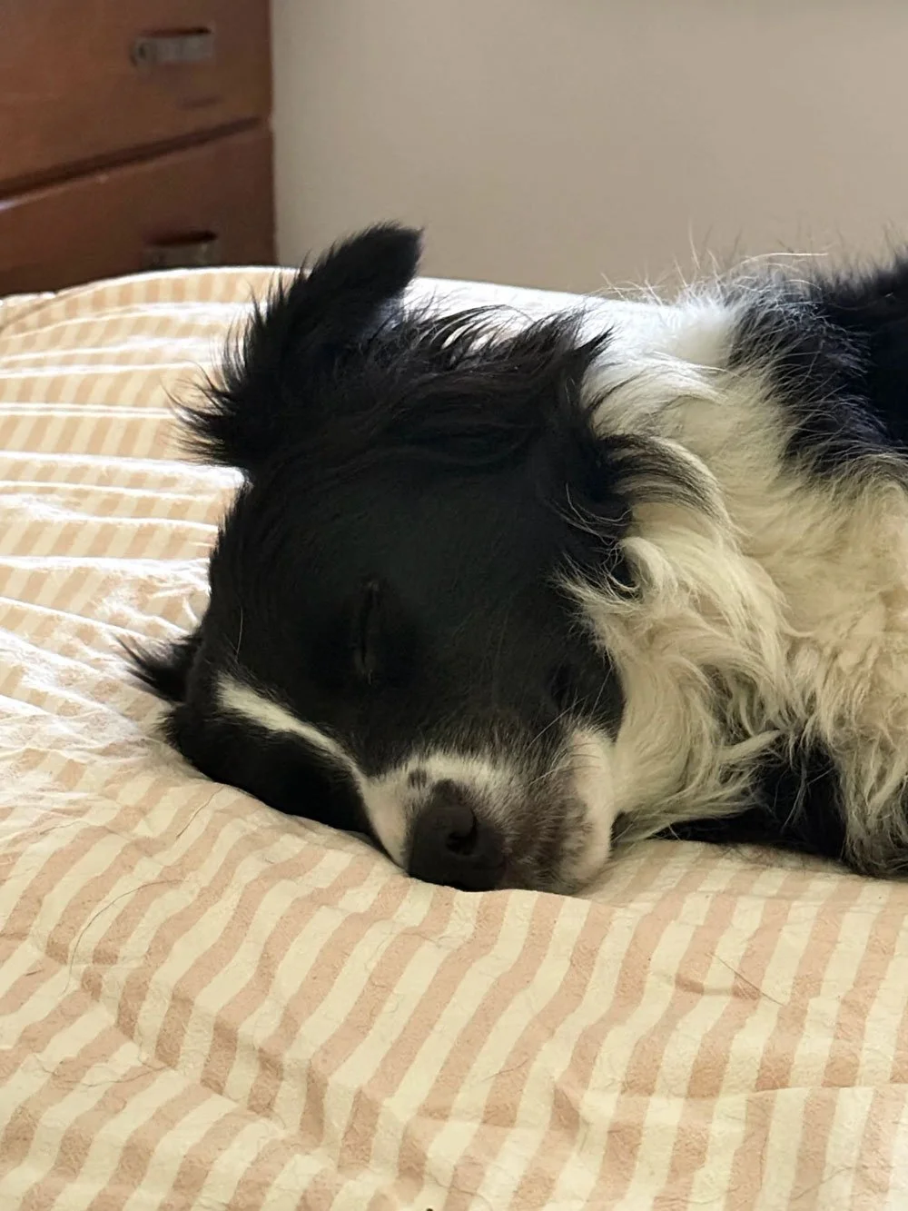 The head of a black and white border collie dog, they're resting on a bed with their eyes shut. Dreaming beautiful dog dreams