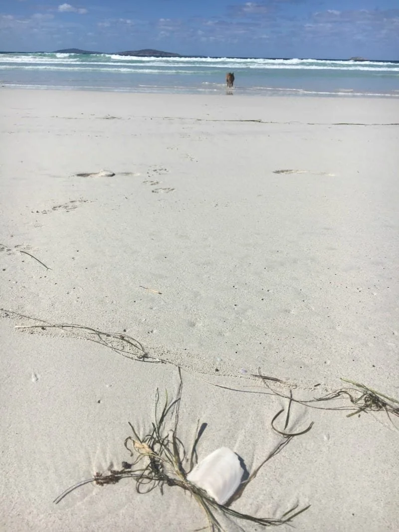 A cattle dog has his paws in the foamy waves. The photo is taken from a long way away