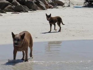 Two dogs, red cattle dog in the water, and a collie on the sand