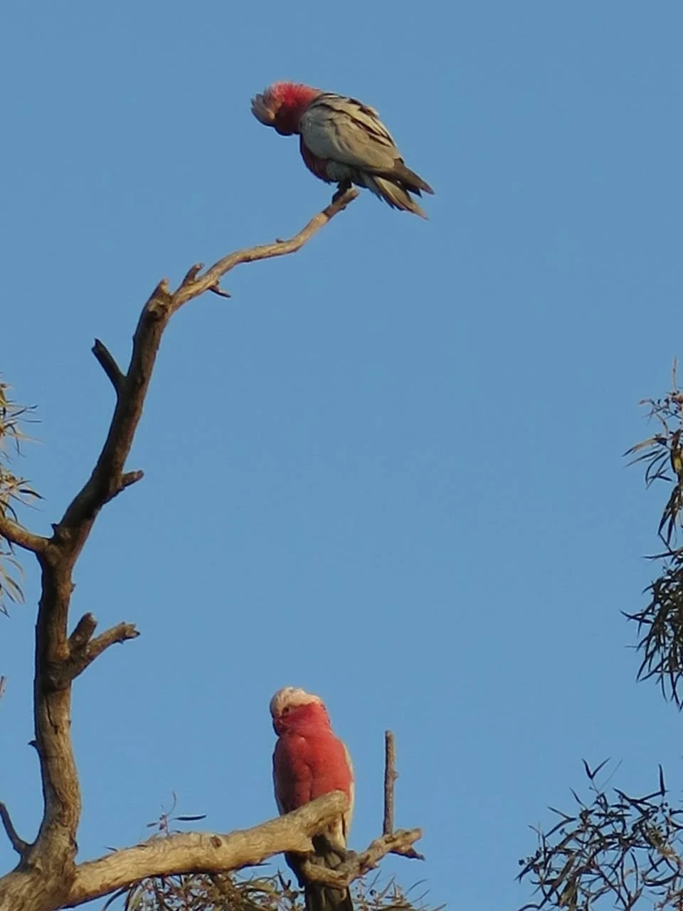 Two pink and grey galahs in a tree