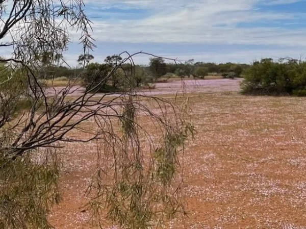 Larger view of a field of wild flowers