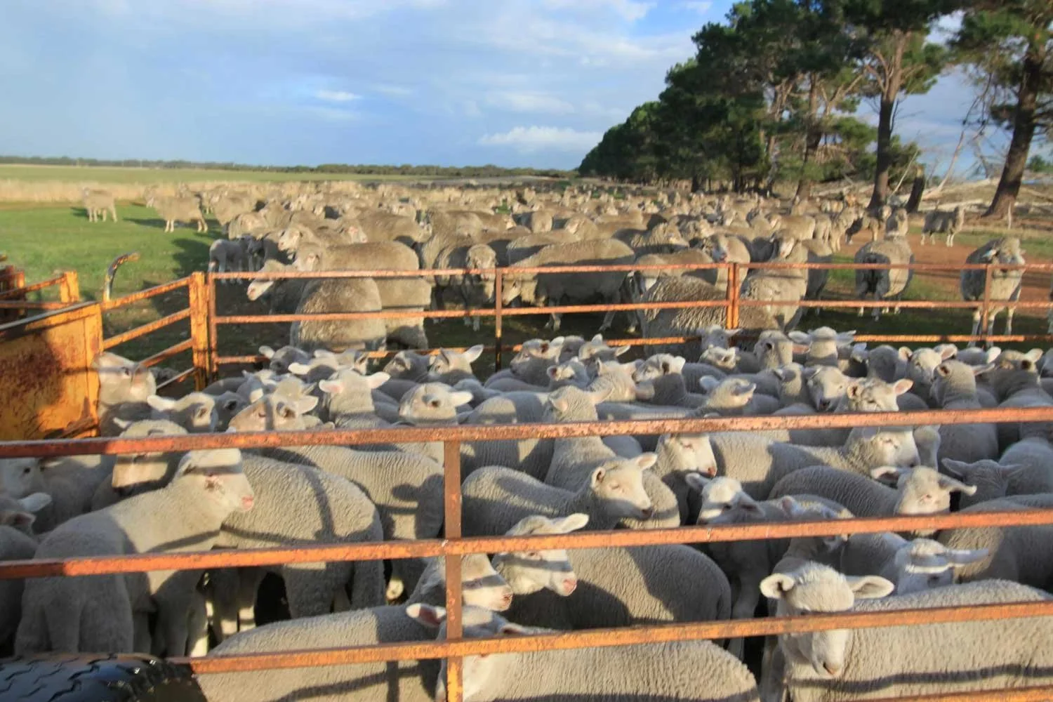Rows and rows of lambs waiting to be marked