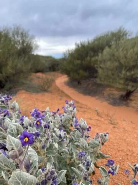 Purple flowers overlooking a dirt road