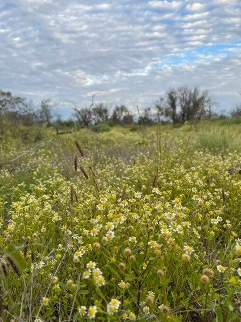 A field of wild flowers