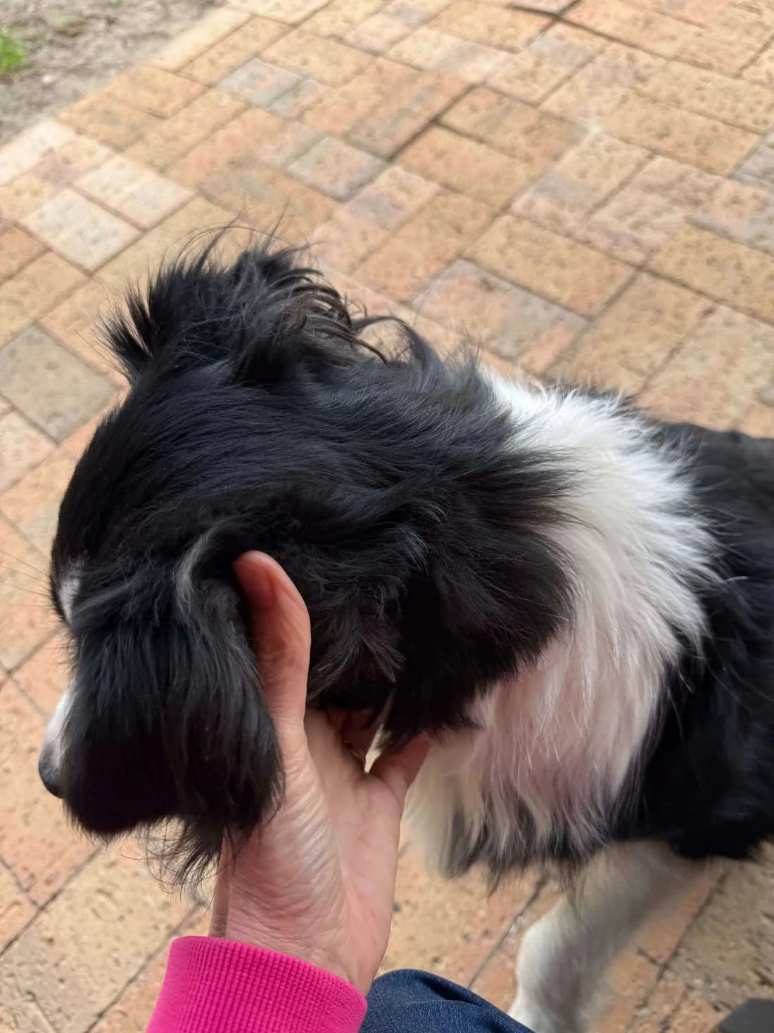 Border collie called Shadow letting me pat her ears