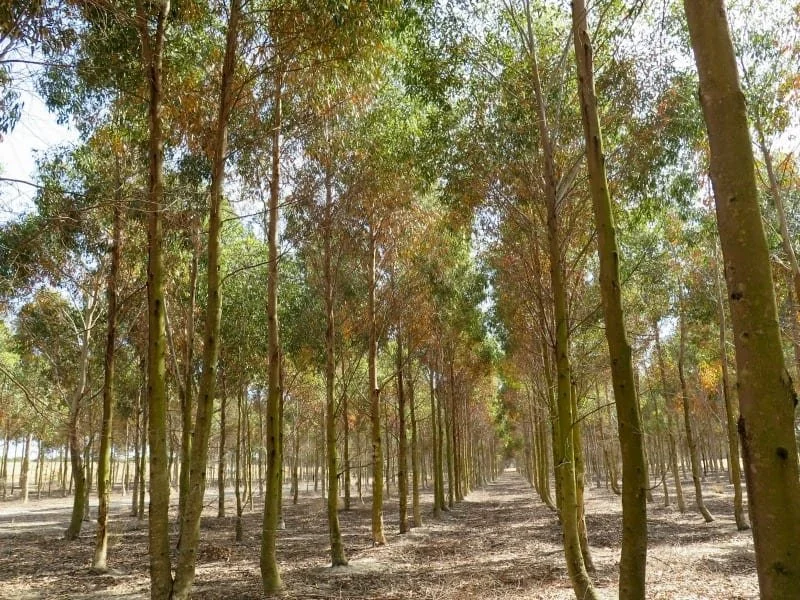 Lines of tall trees