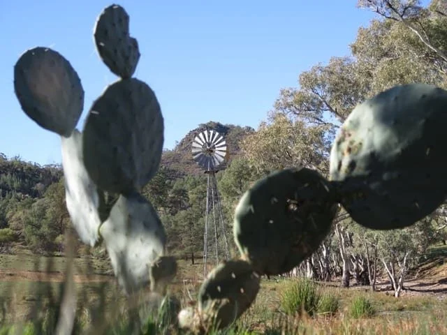 Picture of a windmill taken from between cactus