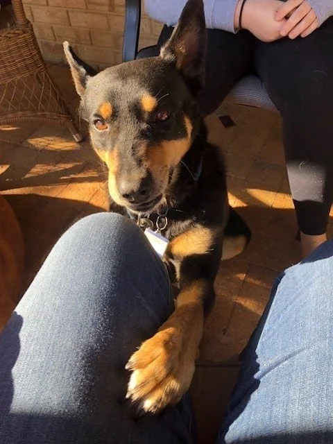 Beautiful Jack the kelpie has one paw up on Fleur's leg demanding attention!