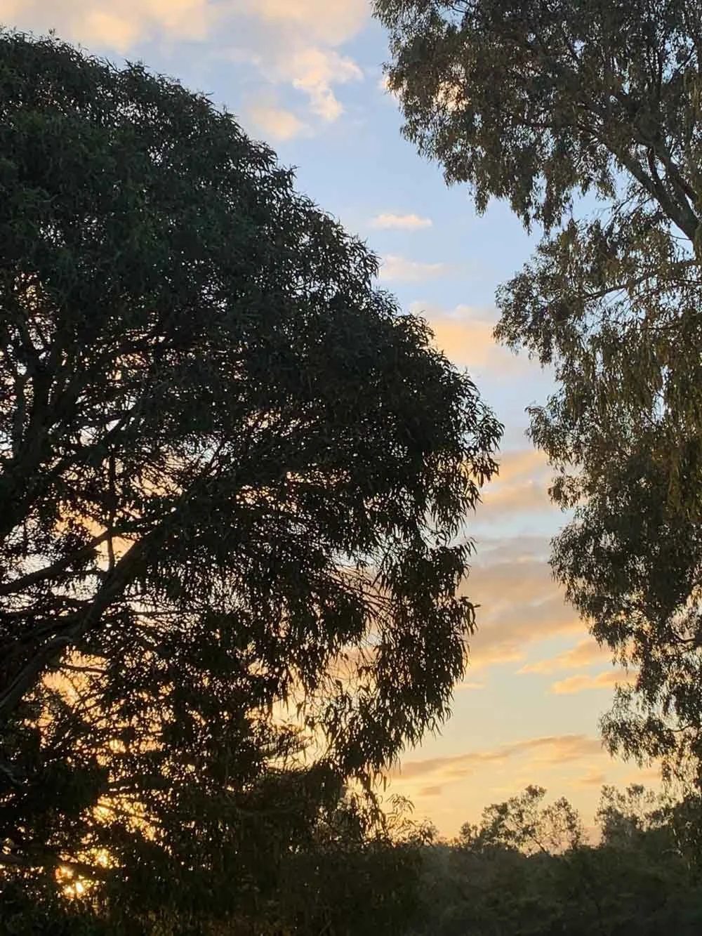 A stunning peach and blue sky looking around trees