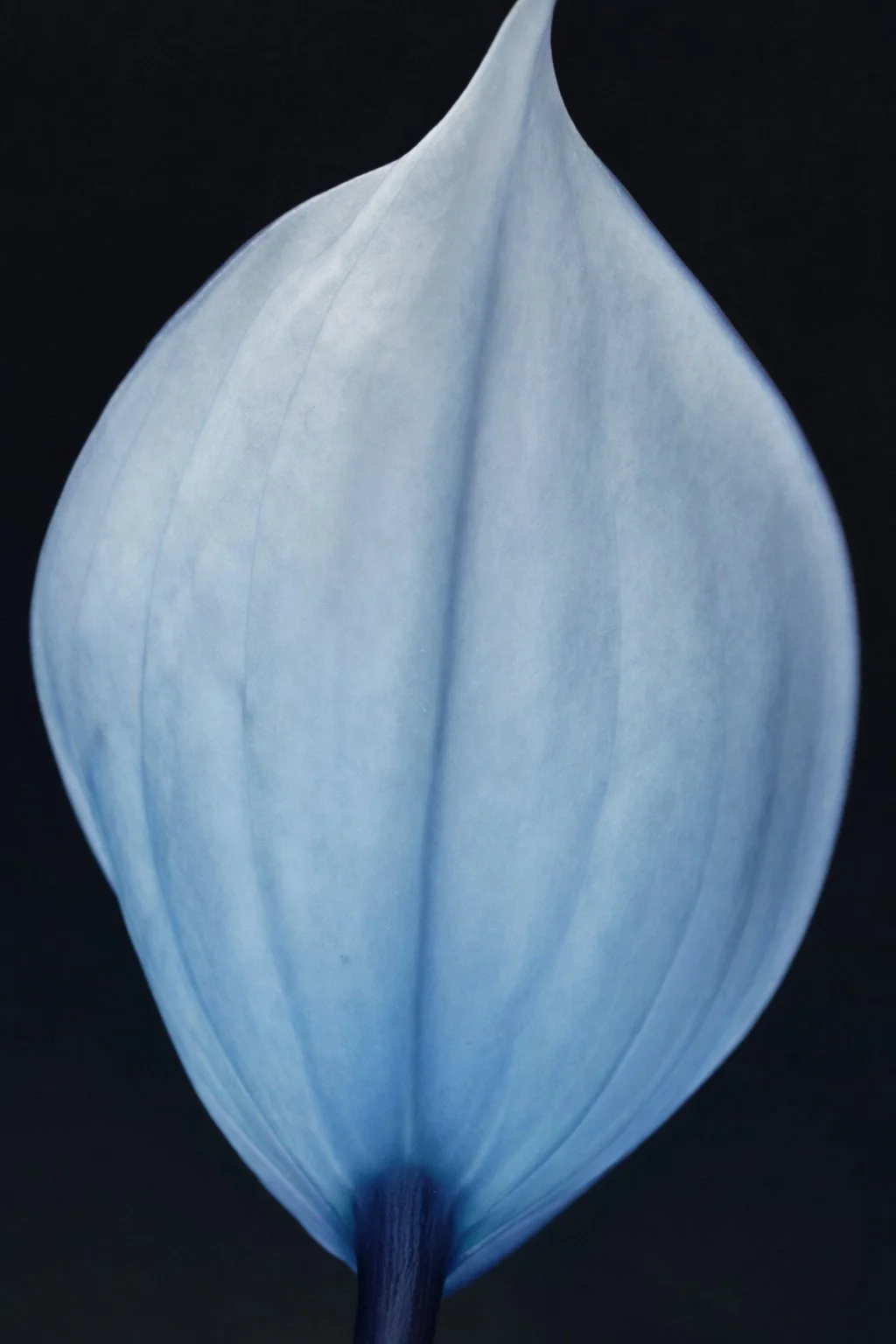 Close-up of calm water with concentric ripples radiating outward.