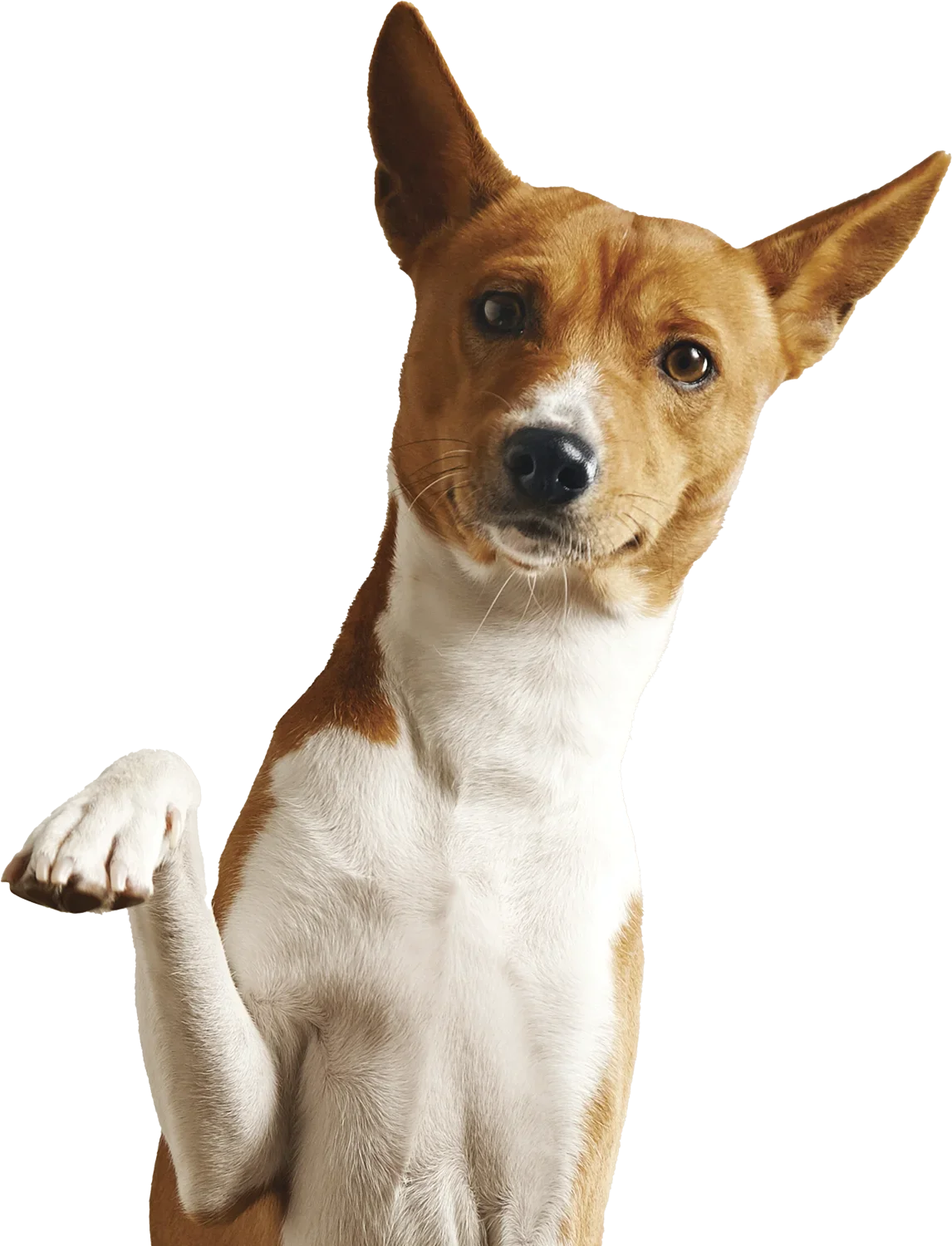 A mixed breed dog with a tan and white coat, one ear up and one down, looking at the camera with a raised paw.