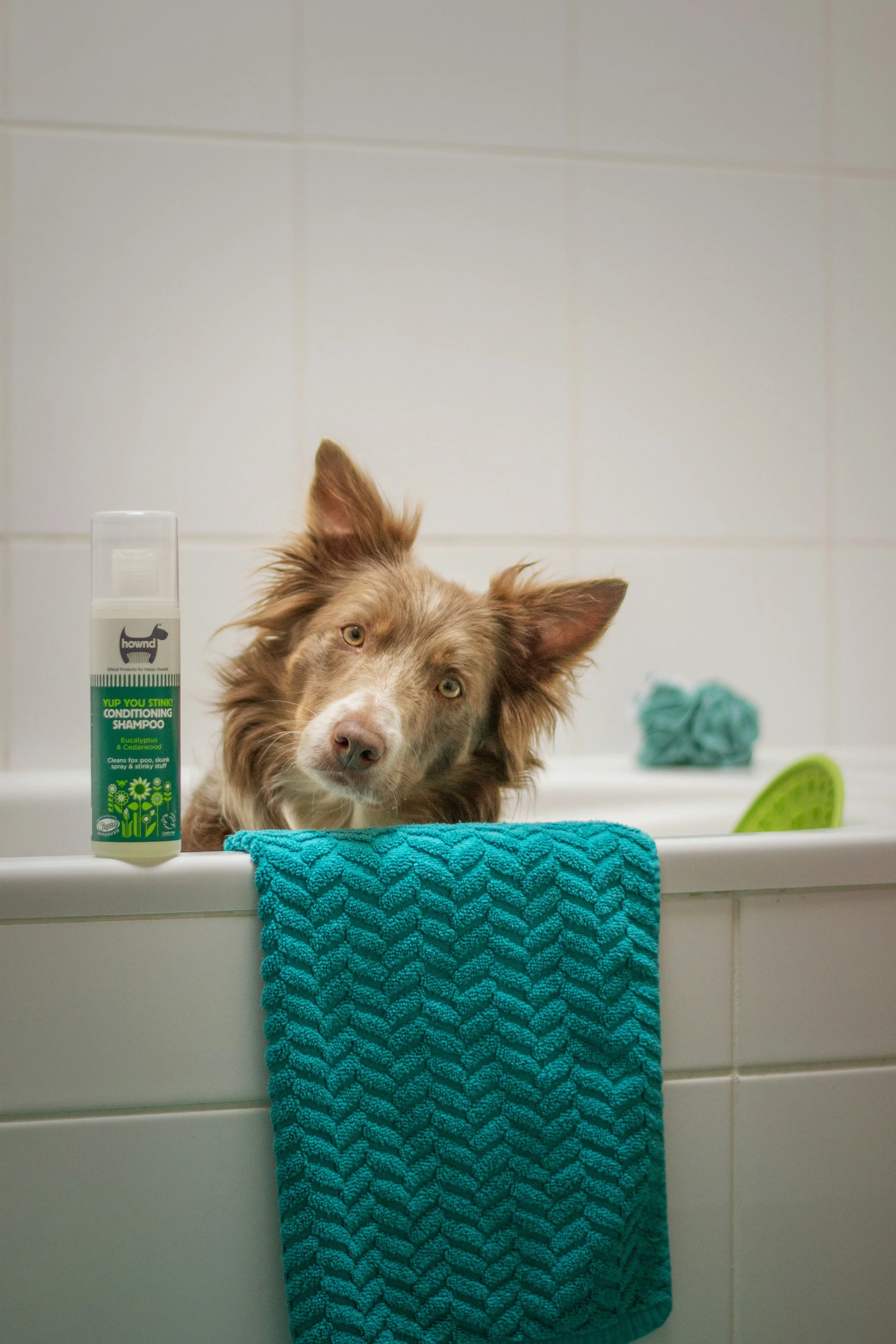 Dog in a bathtub with a towel hanging over the edge, conditioner bottle, and bath sponge in the background.