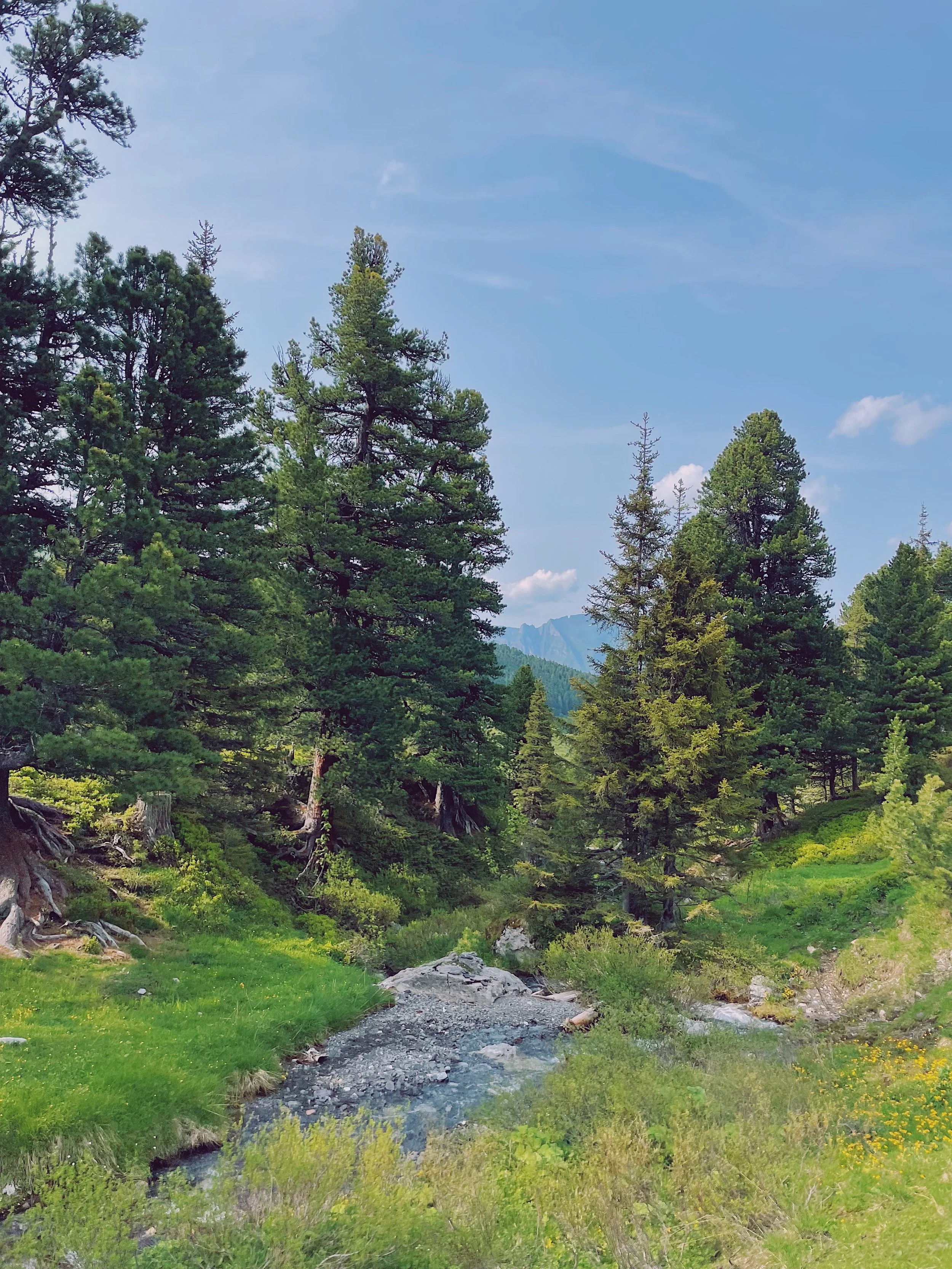 A lush green forest with tall pine trees and a small stream running through the center, under a blue sky with some clouds.