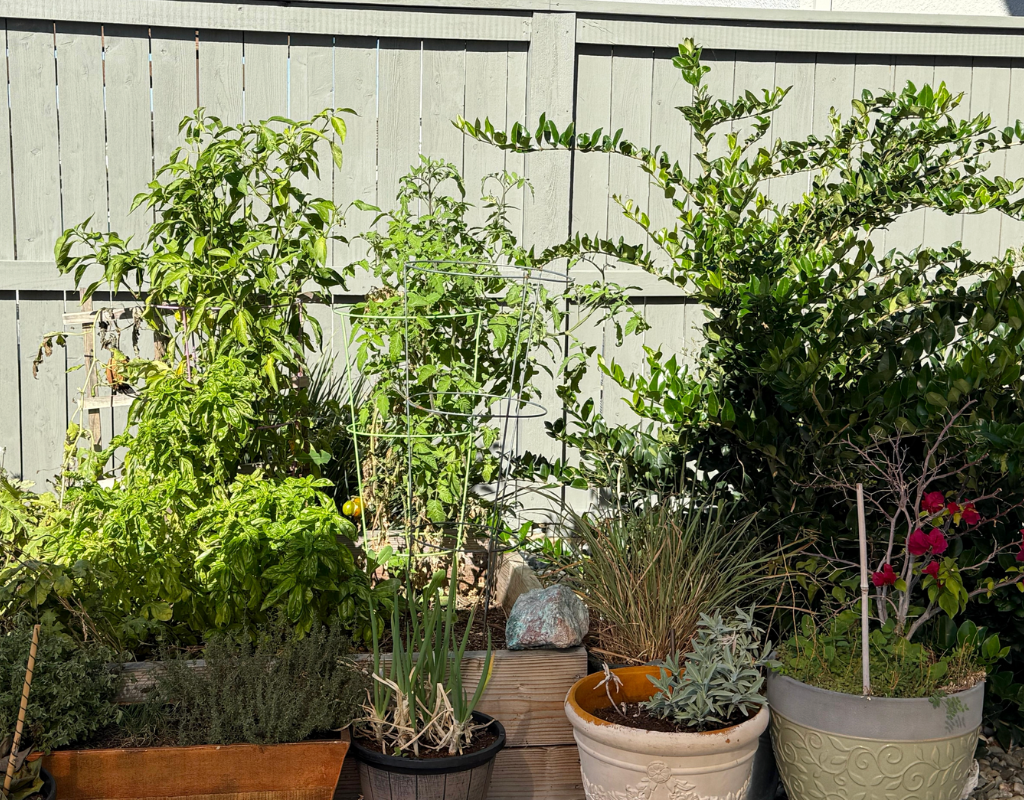 A backyard garden with potted plants, a small tree, and green foliage against a wooden fence.