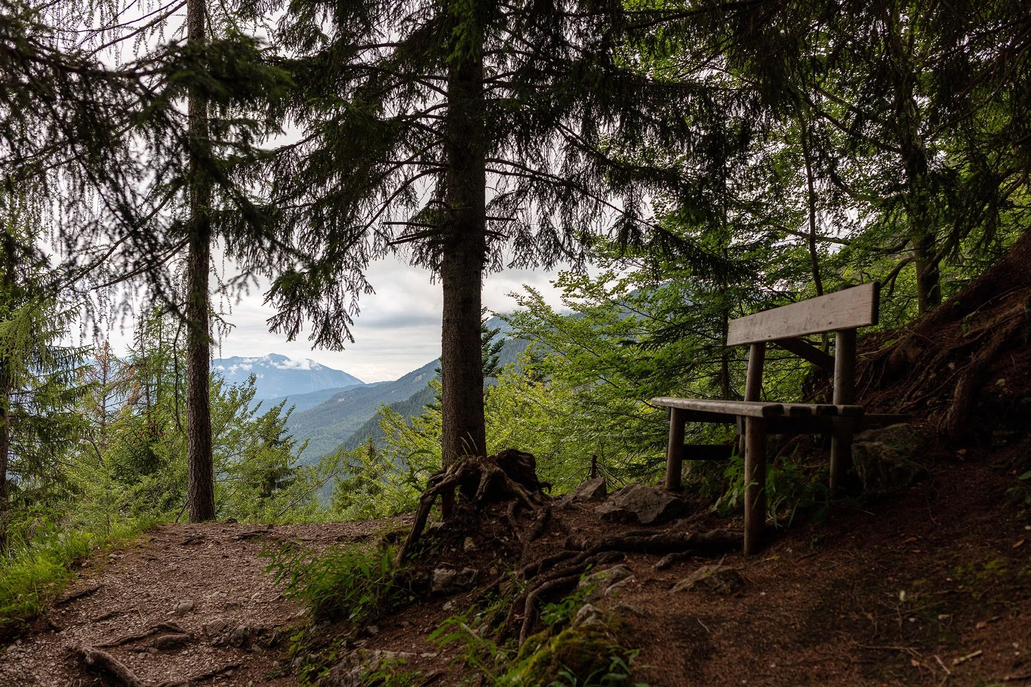 Wooden bench in a secluded forest