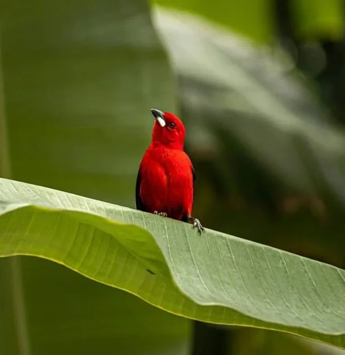 A bright red bird perched on a large green leaf in a lush, tropical setting.