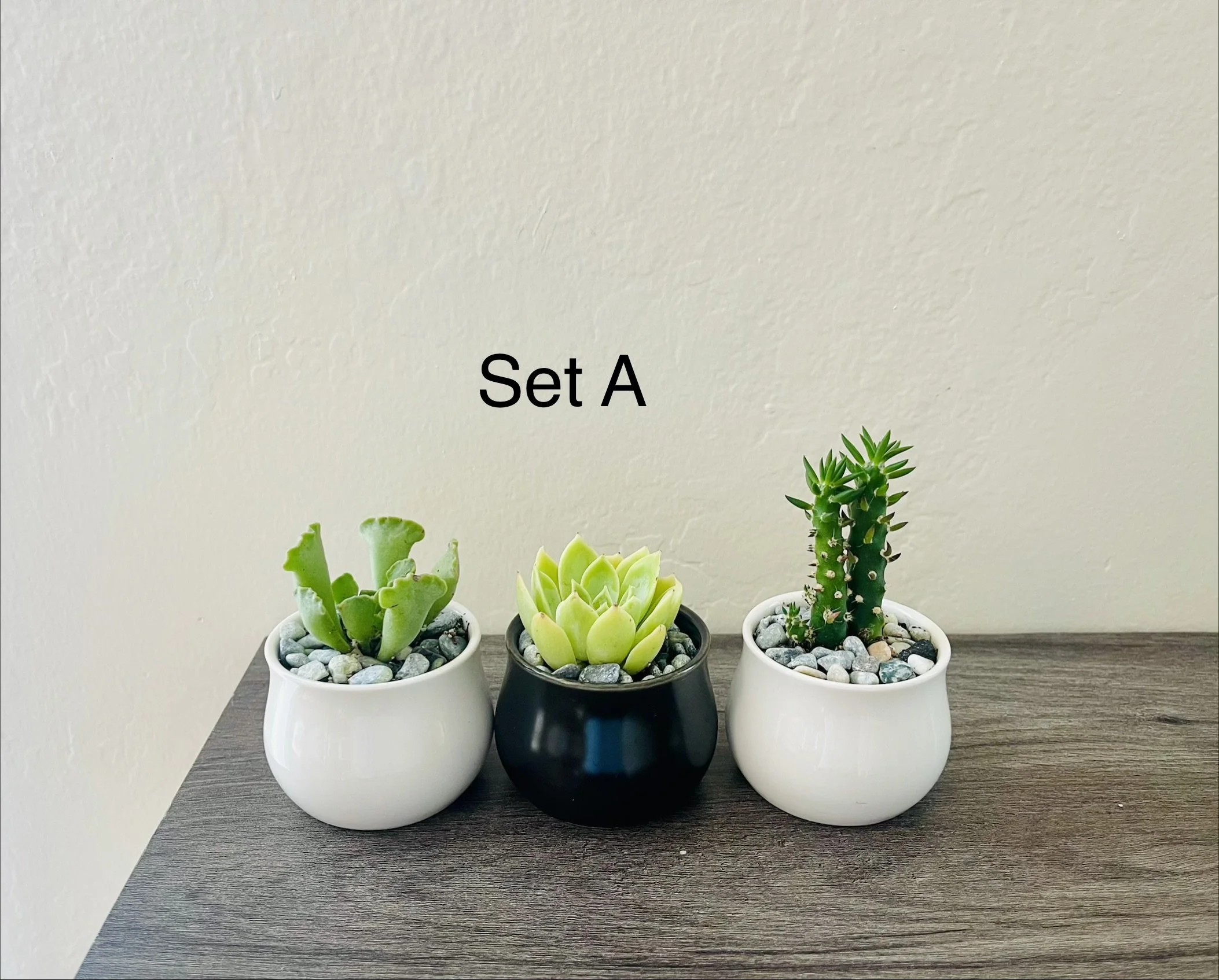 Mini succulent set of 3(3.5-4”)