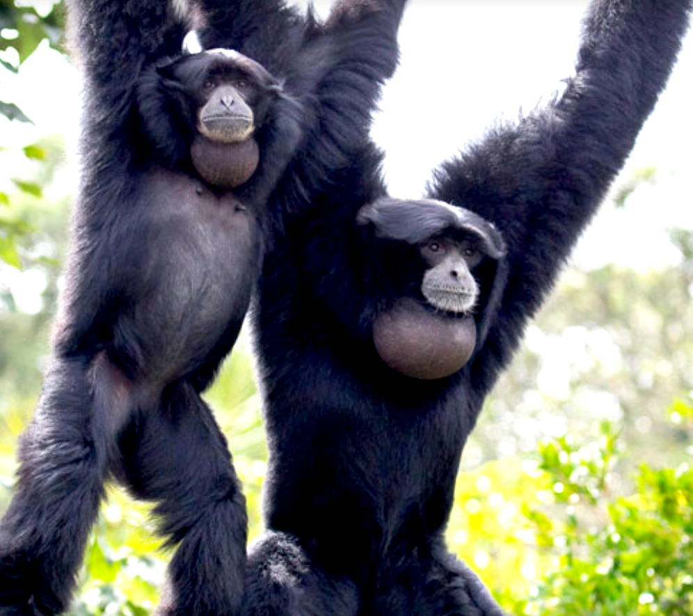 Two gorillas hanging from tree branches in a forest, with green foliage in the background