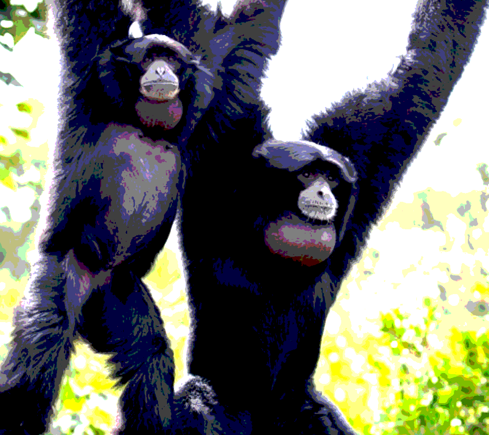 Two chimpanzees hanging from a tree branch in a forested environment.
