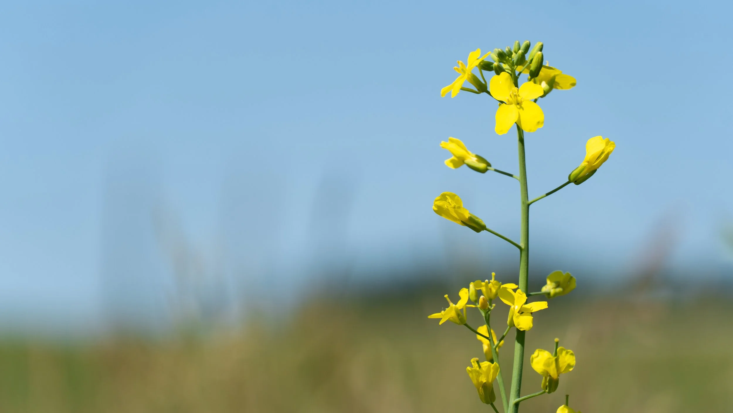 Yellow flowering plant with multiple small blossoms against a clear blue sky