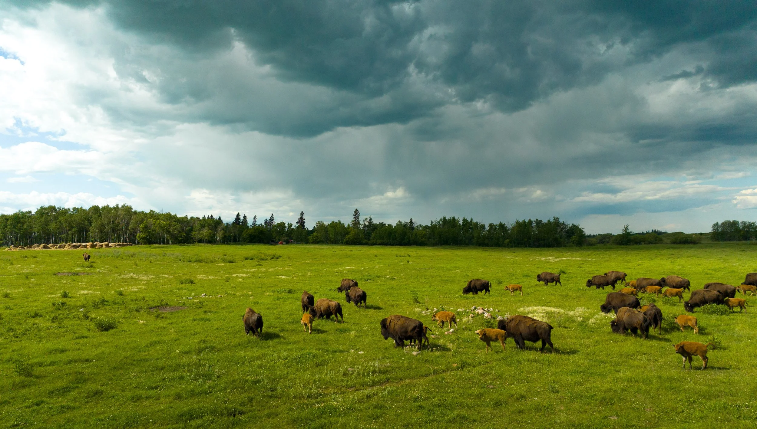 A herd of bison and calves grazing in a green open field under dark, stormy clouds