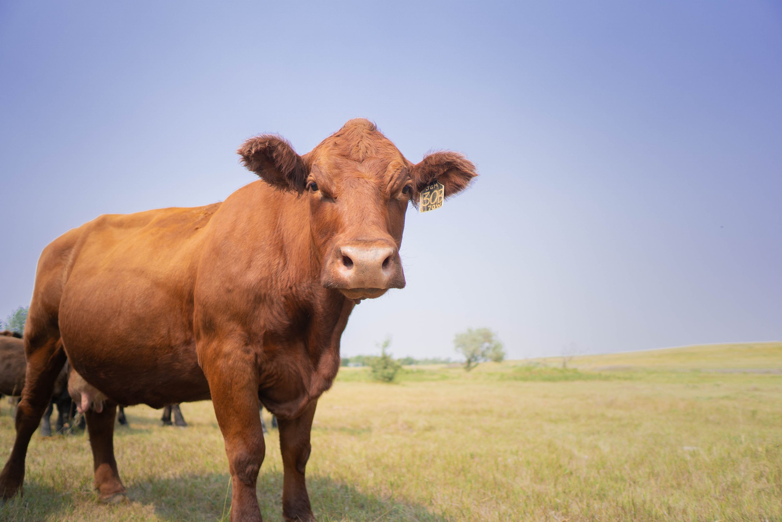 A brown cow standing in a grassy field under a clear blue sky.