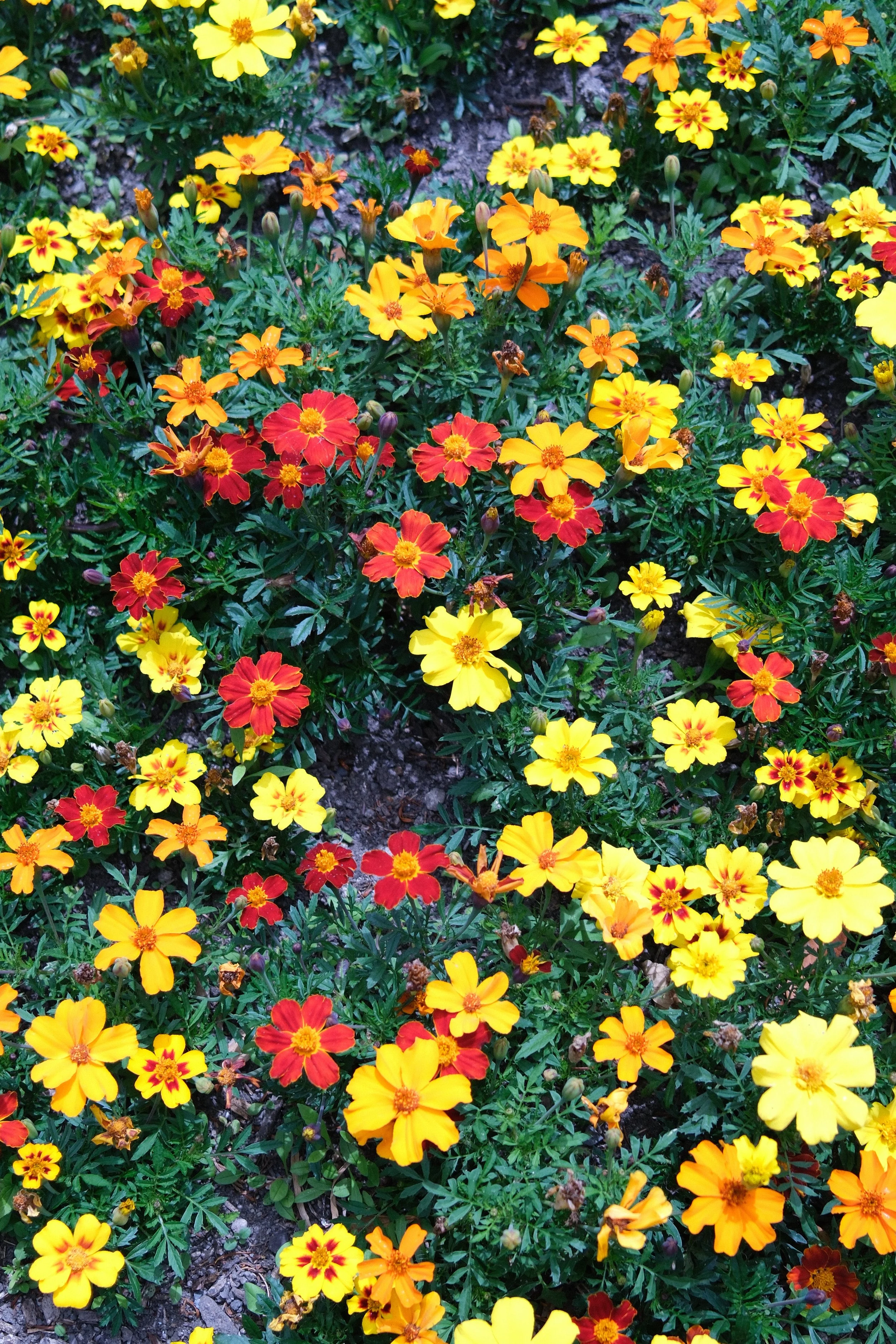 DSCF0025.JPG