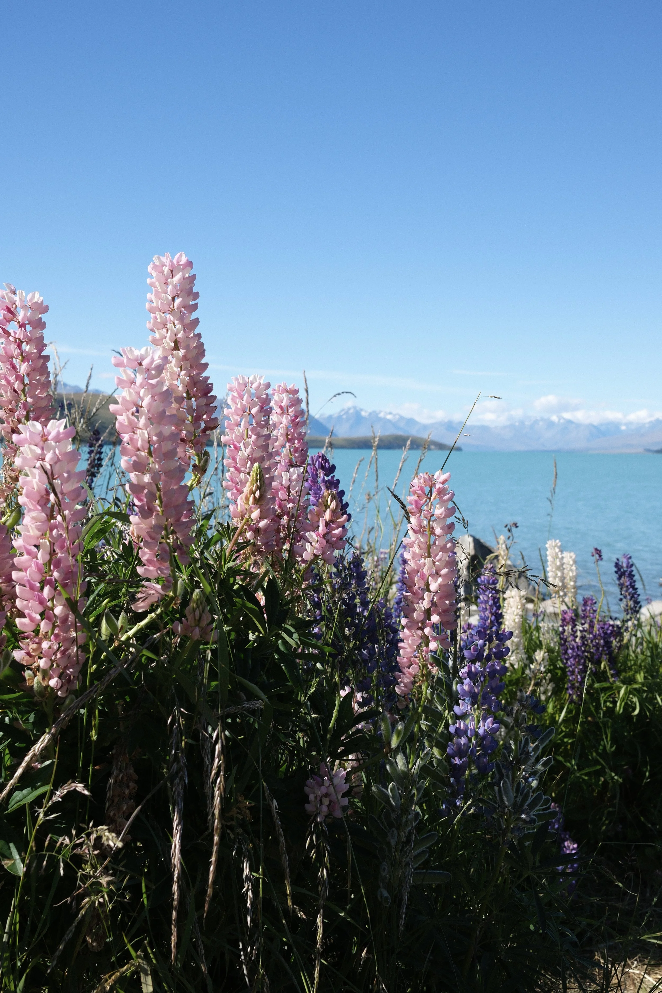 DSCF0342.jpg