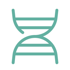 Simplified illustration of a DNA double helix