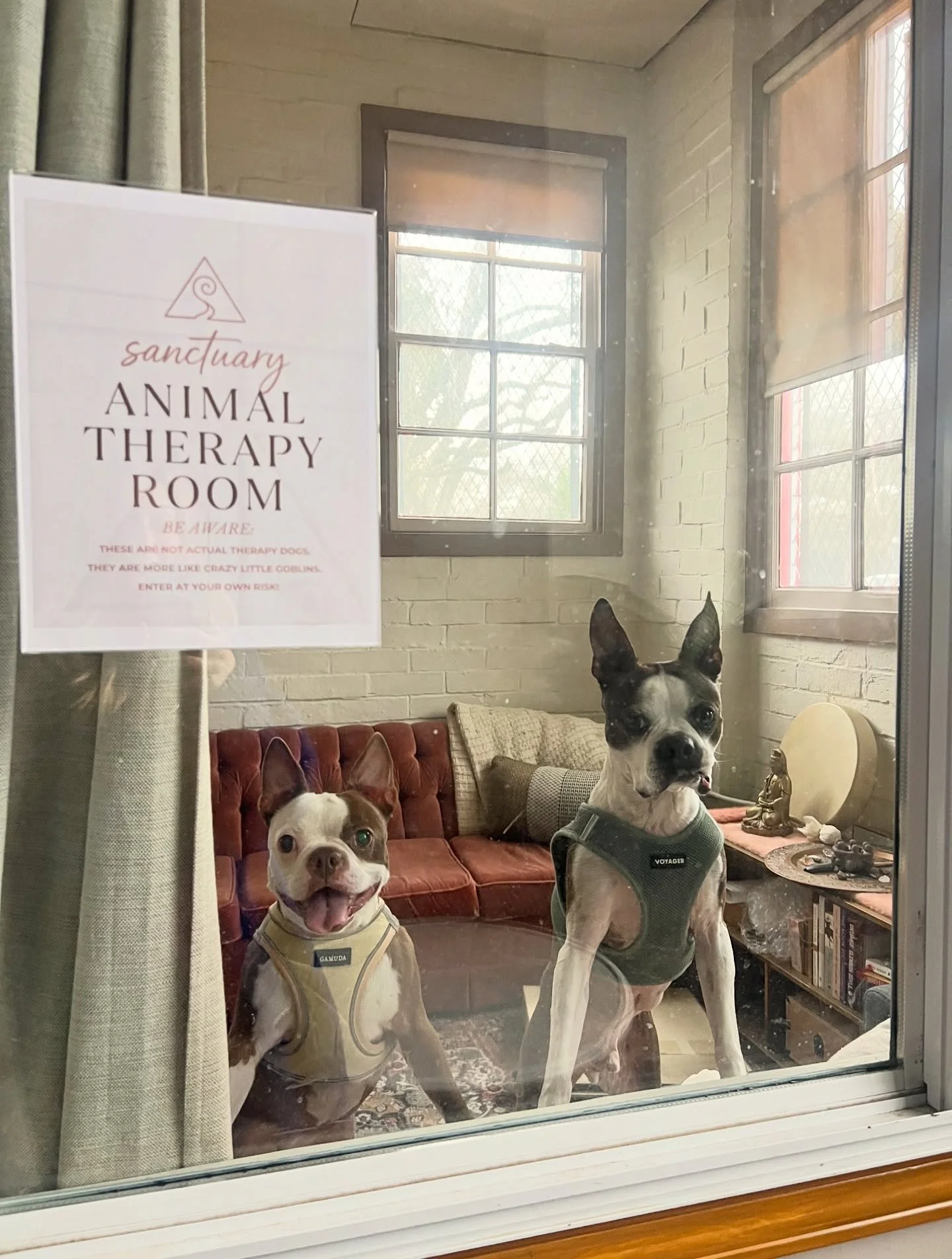 Welcome to the &ldquo;Animal Therapy Room&rdquo; at @sanctuary.sacramento, where the dogs aren&rsquo;t actual therapy dogs, they&rsquo;re more like little goblins that are overly eager to shower you with kisses and play with anyone who will give them