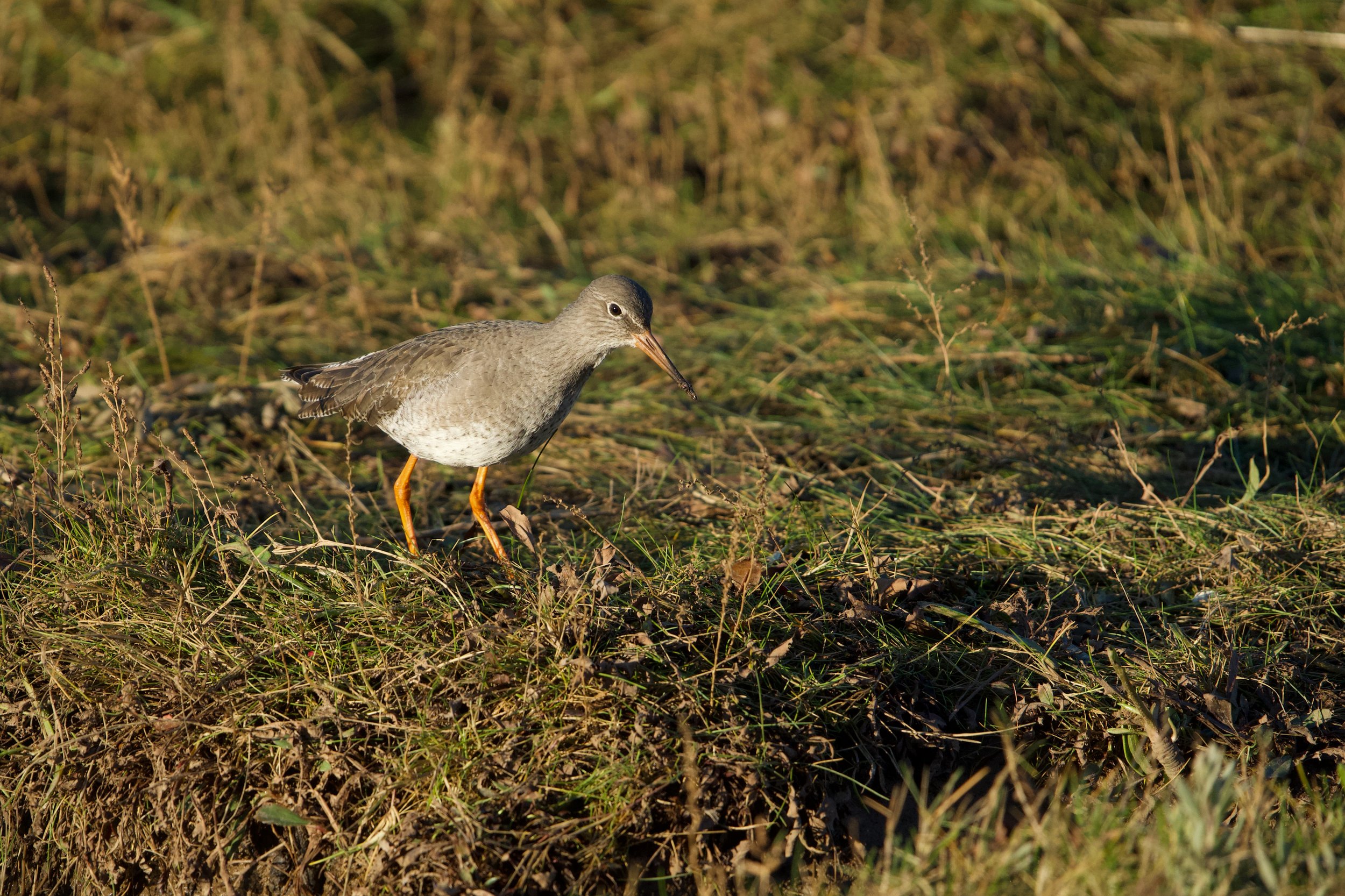 A bird with gray and brown feathers standing on grass and dried plants in sunlight.