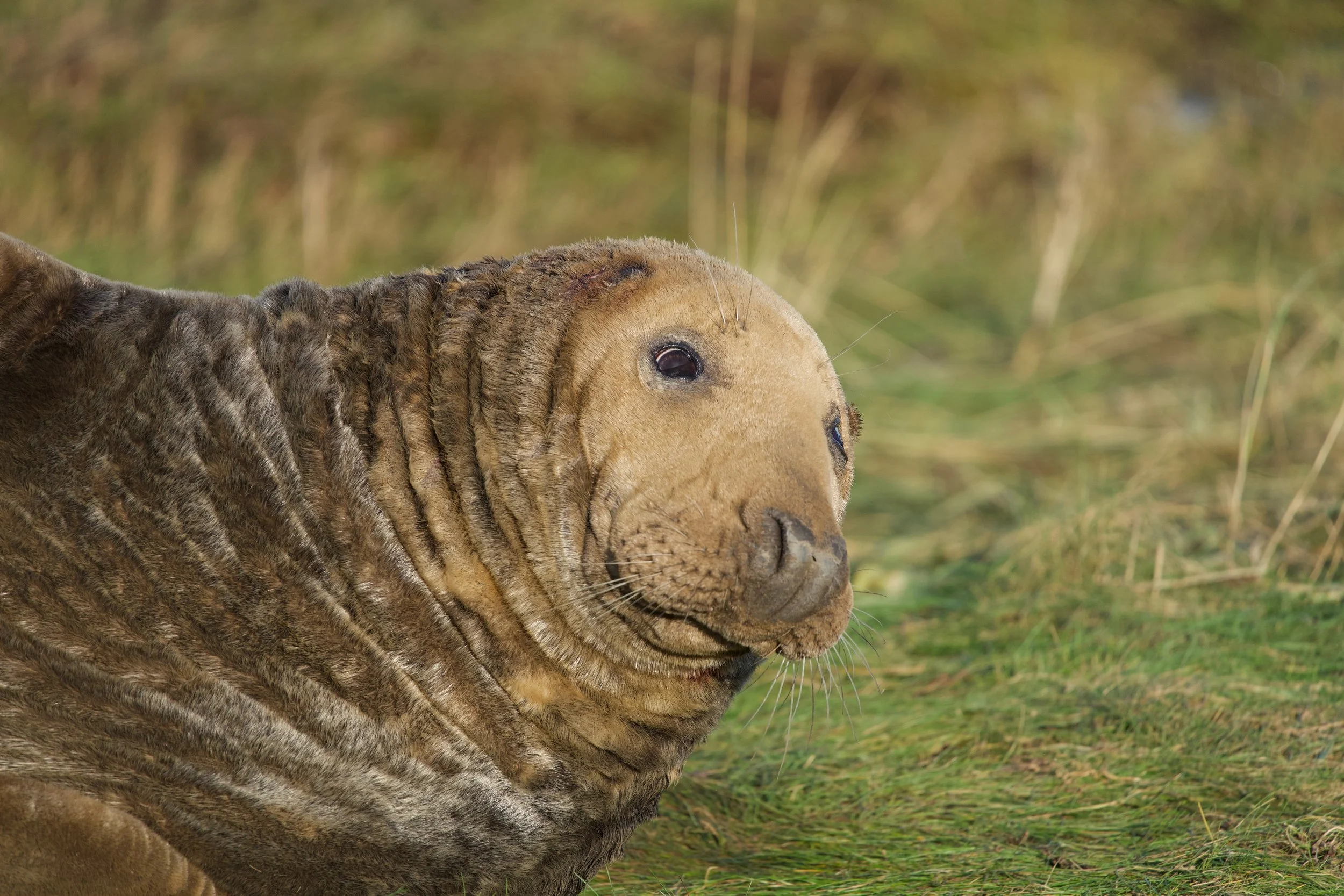 A close-up of an otter lying on the grass with a cloudy background.
