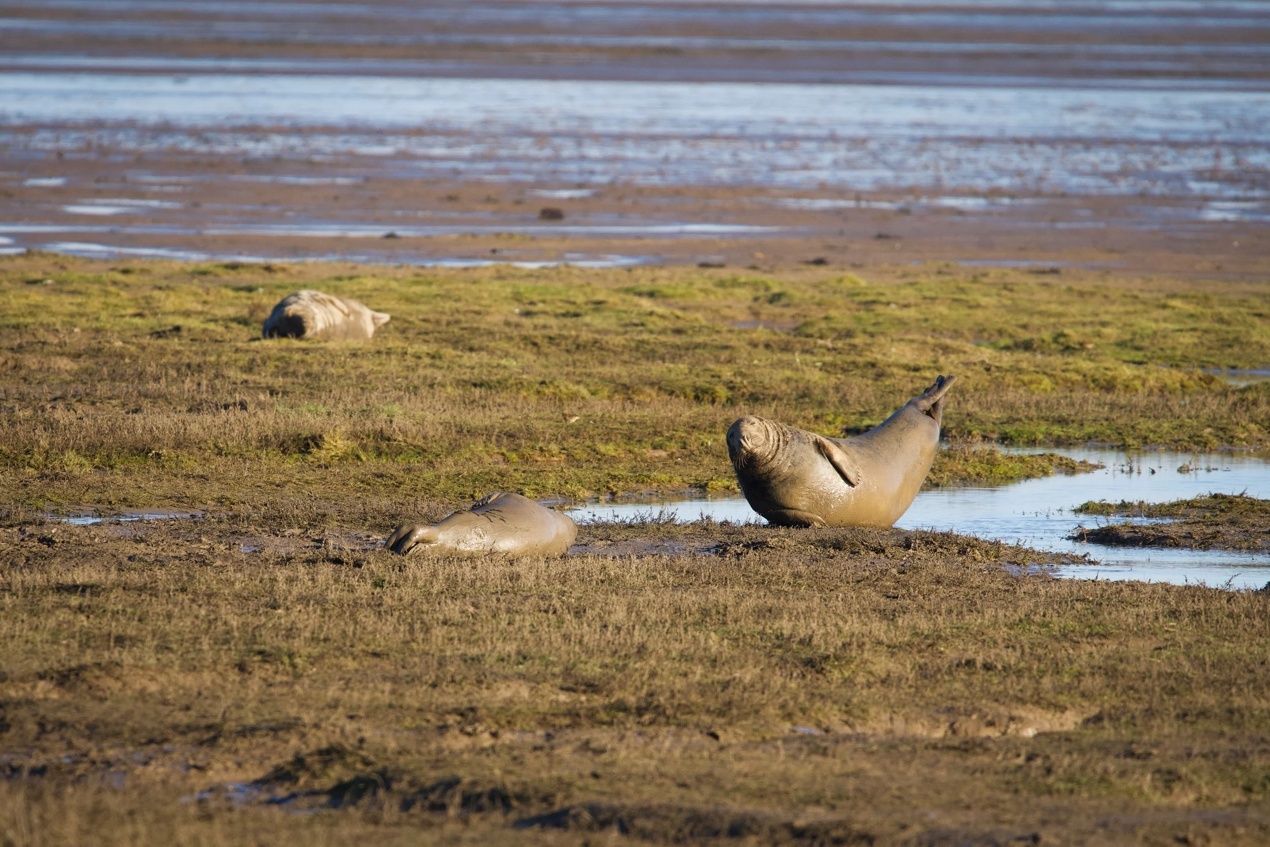 A group of seals resting on a muddy shoreline near water, with some seals laying on their sides and one seal raising its head toward the sky.