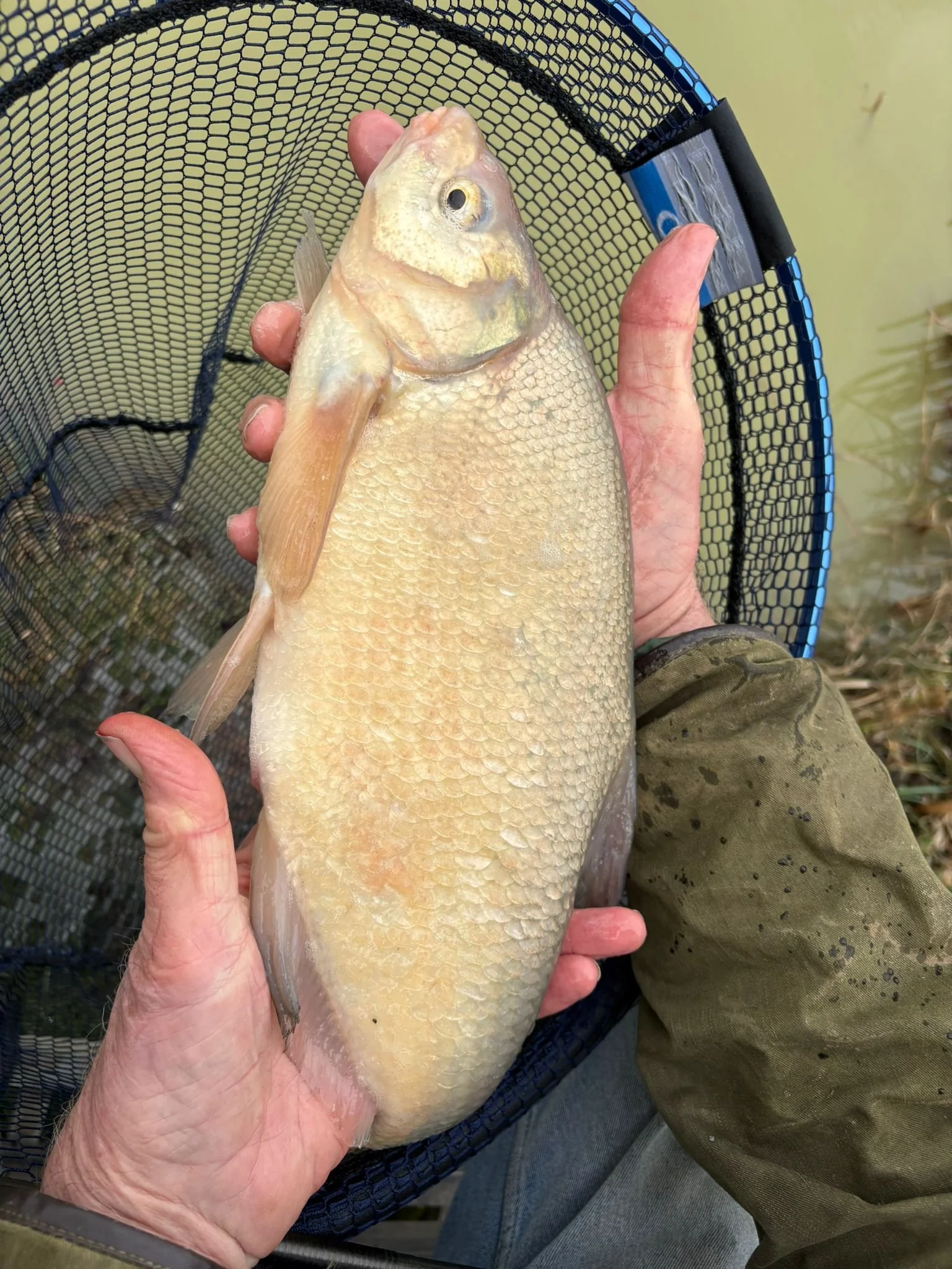 A person holding a large fish over a fishing net, with water and grass in the background