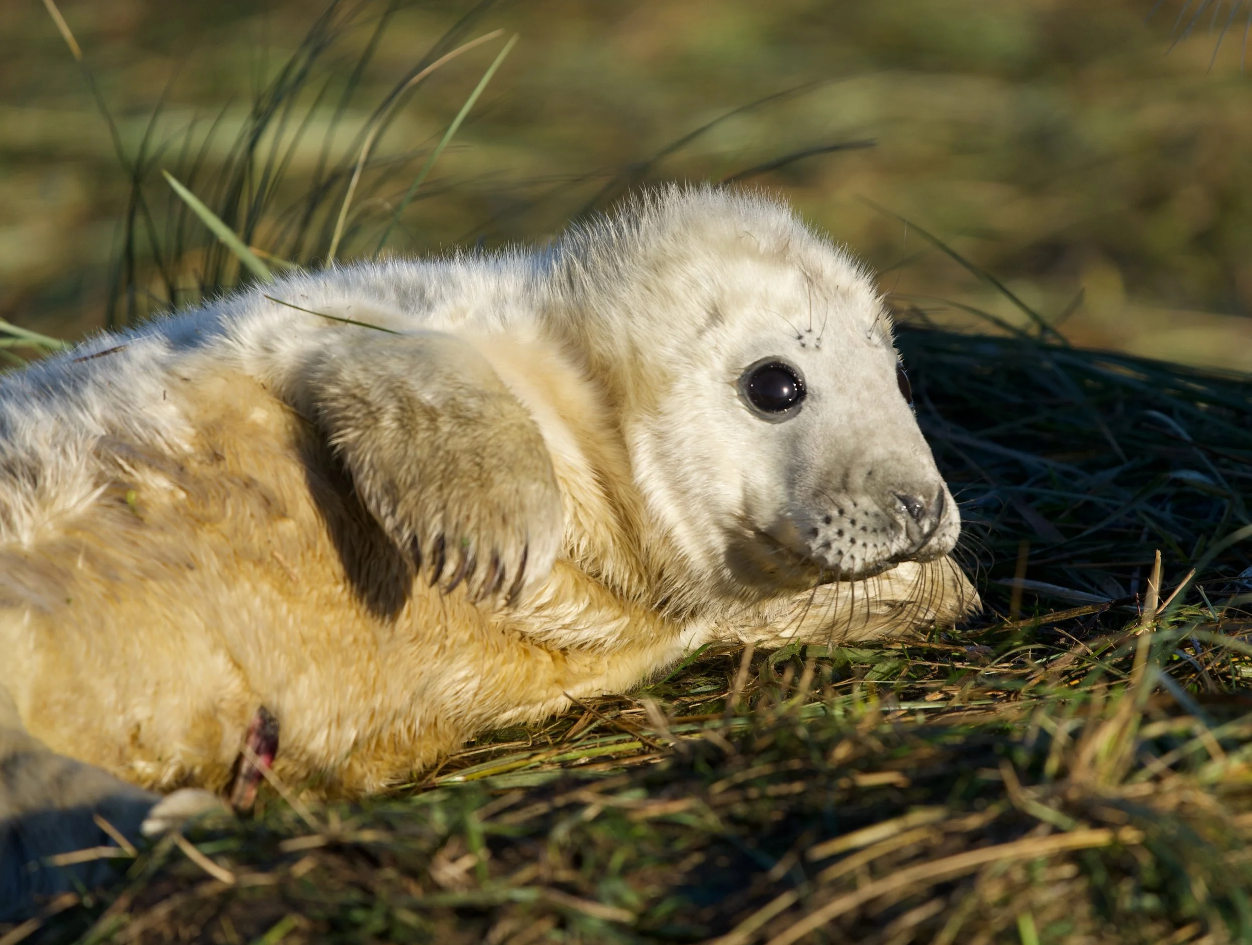 A seal pup lying on the grass among tall green blades, with a blurred background of grass and natural surroundings.