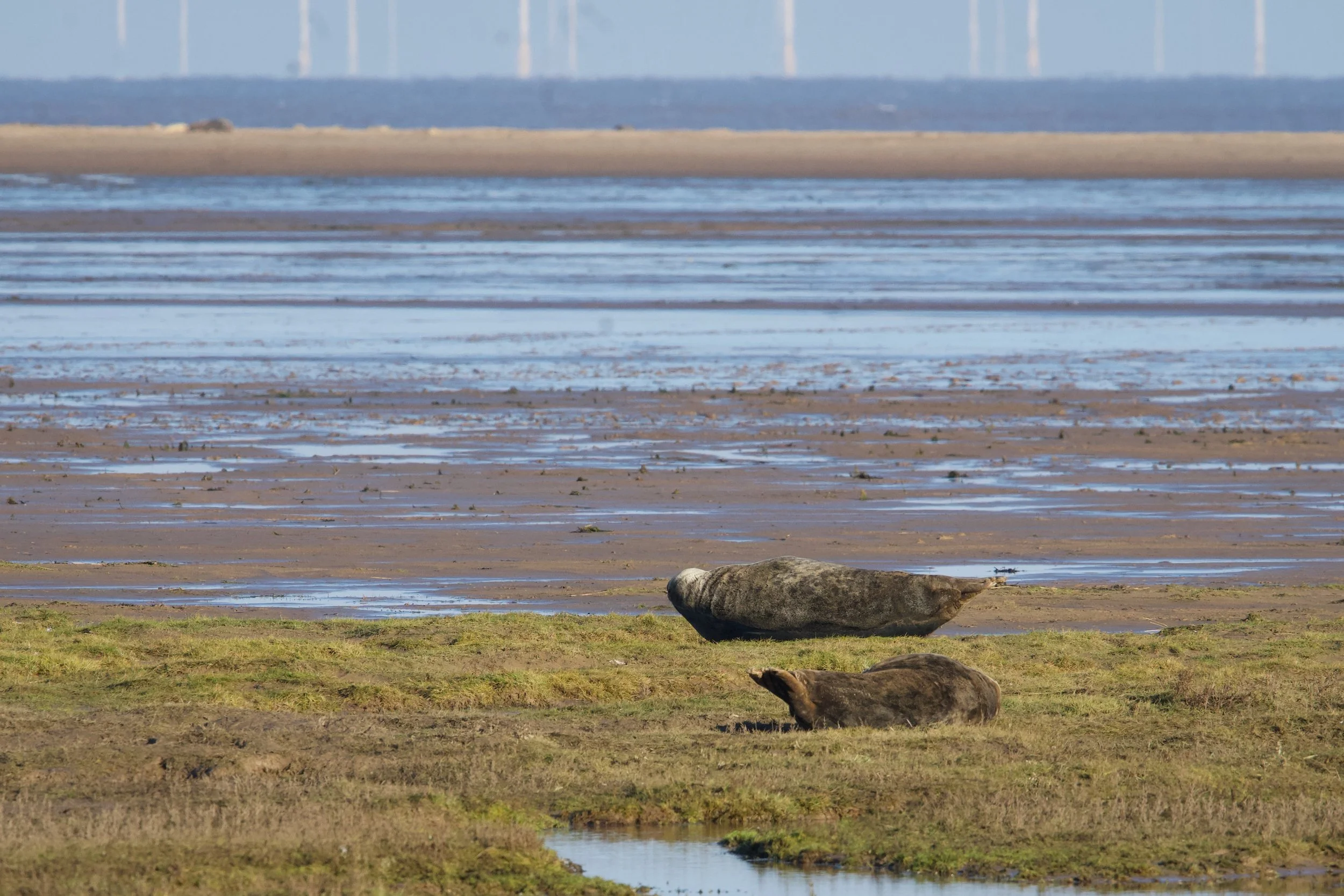 A wide shot of a sandy shoreline with patches of water and rocks, with a large boulder in the foreground and a grassy area behind it. In the background, wind turbines are visible on the horizon under a clear sky.
