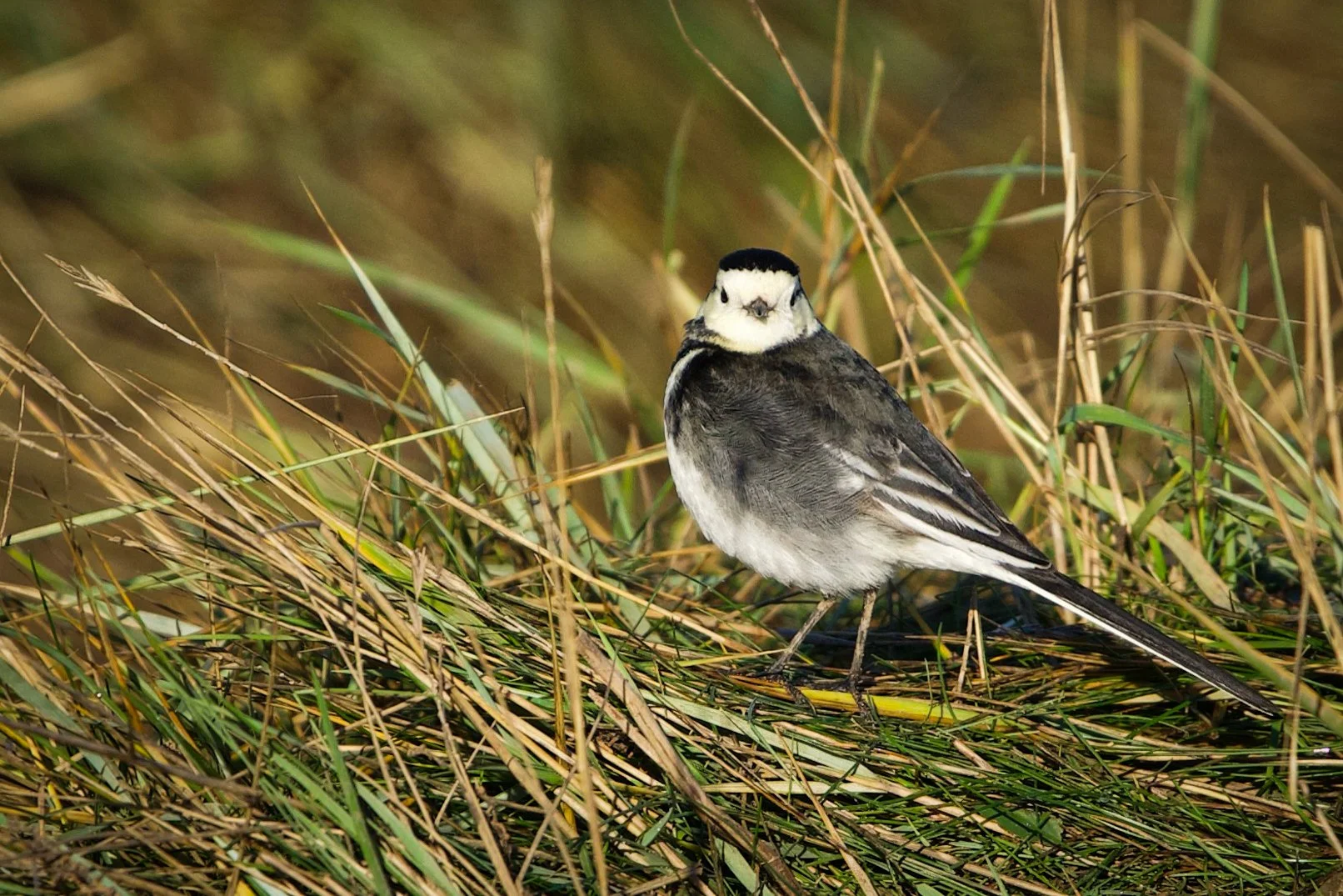 A white and black bird standing among dry grass and reeds.
