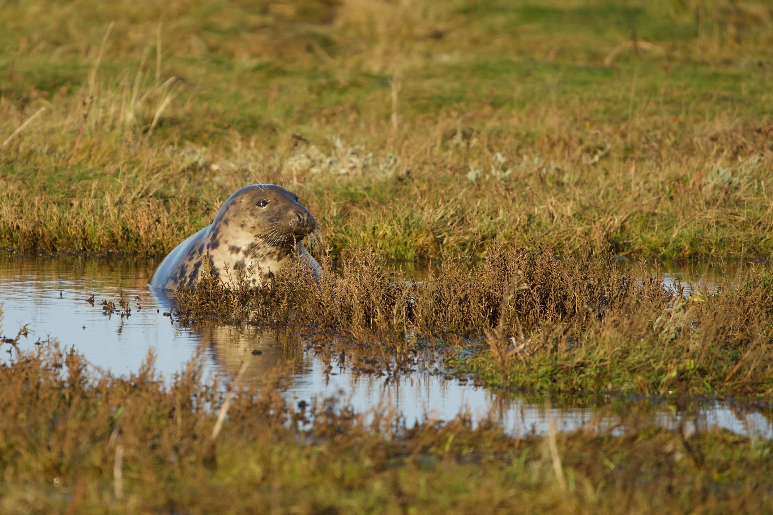 A seal resting on a grassy and marshy landscape near a water body, with tall grass and vegetation in the background.