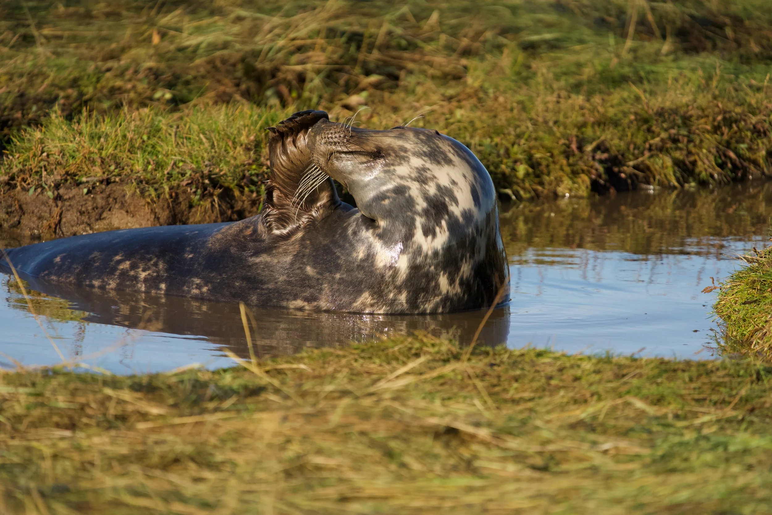 A pair of seals in the water near the shore with grassy land in the background.
