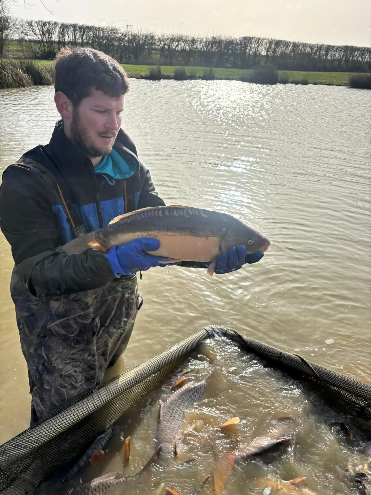 Man standing in water holding a large fish with a body of water and a treeline in the background.
